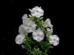 White Phlox