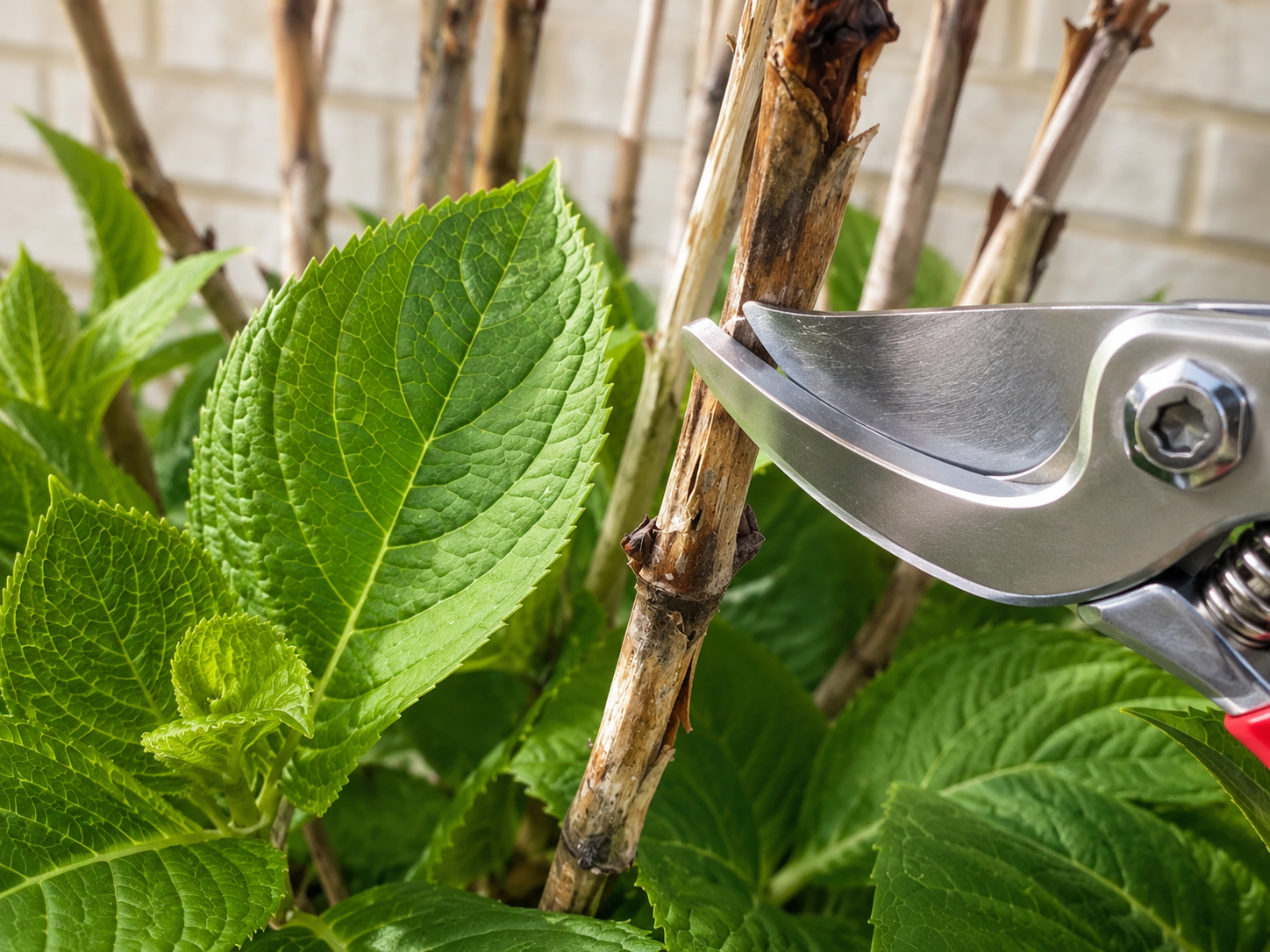How to Prune Hydrangeas Without Cutting Off This Year’s Blooms