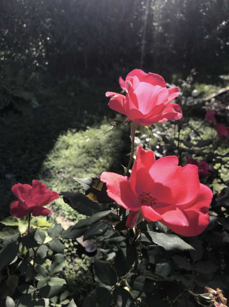 Bright pink Knock Out rose blooms growing in a sunlit garden