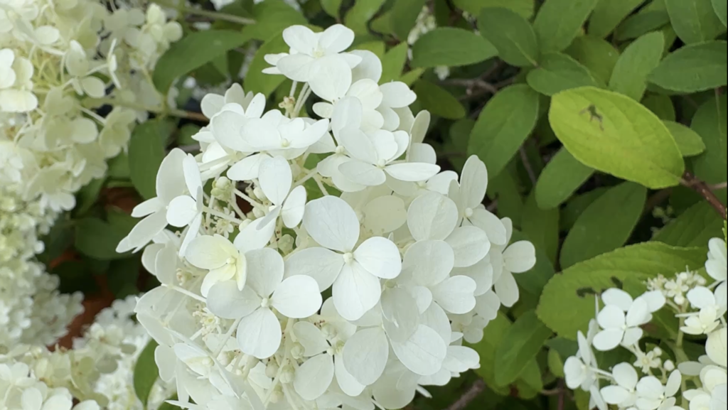 White hydrangea blooms surrounded by green foliage