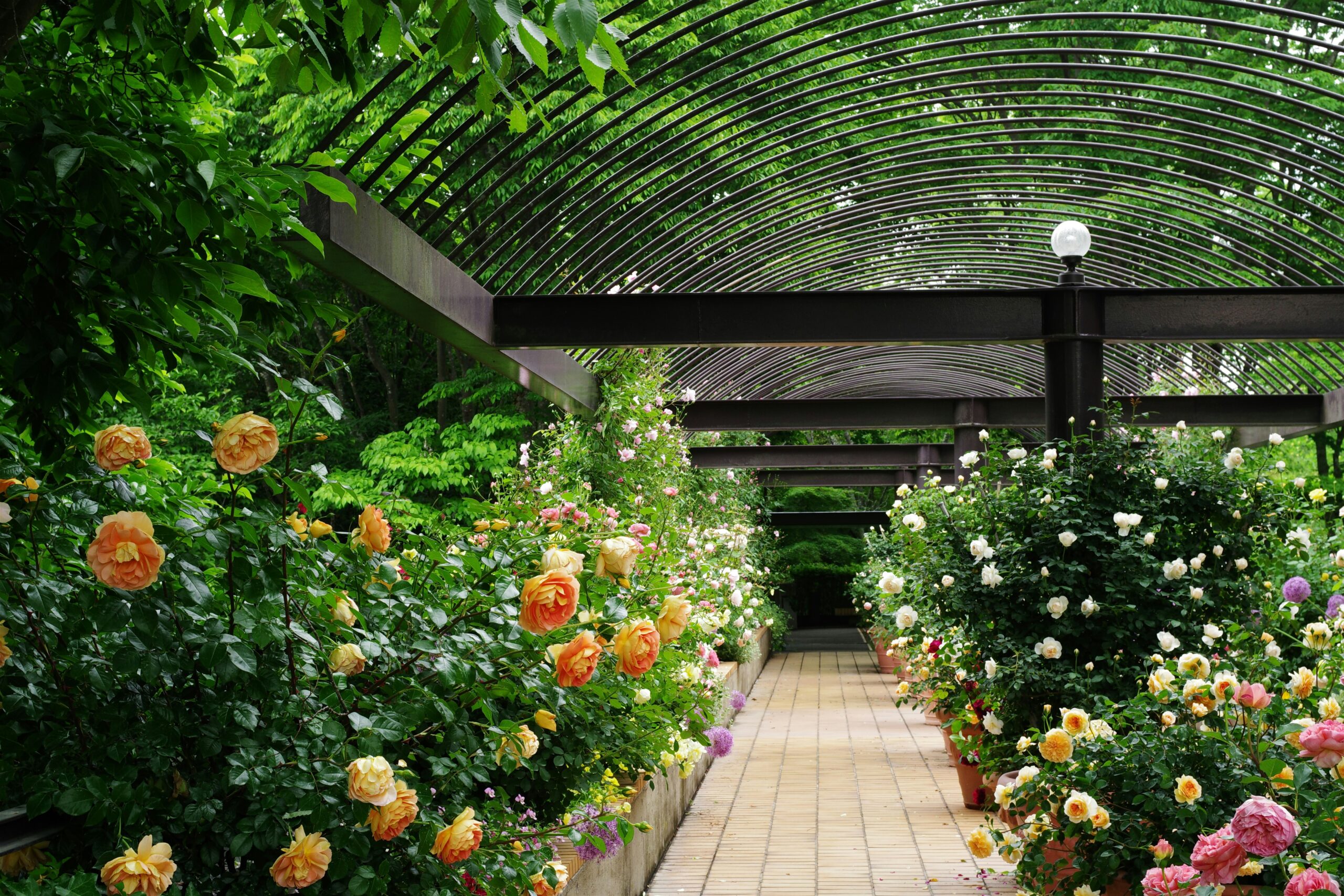 4 Roses That Are Hard to Kill (Even for Beginner Gardeners)