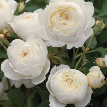 Claire Austin Rose Claire Austin Rose