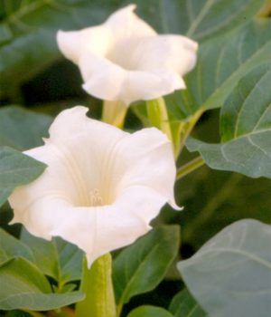 Moon Flower Moon Flower